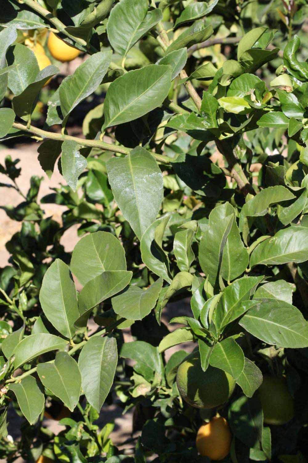              Sun leaves (Riverside, CA)       